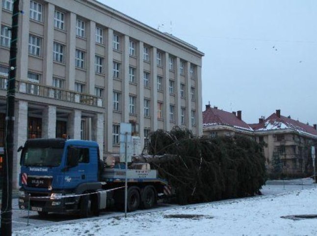 В Ужгороді, на площу Народну привезли ялинку (ФОТО)
