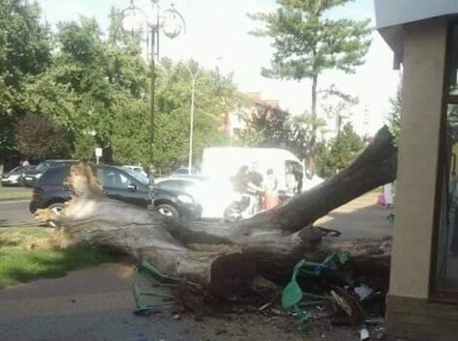 На проспекті Свободи в Ужгороді впало дерево