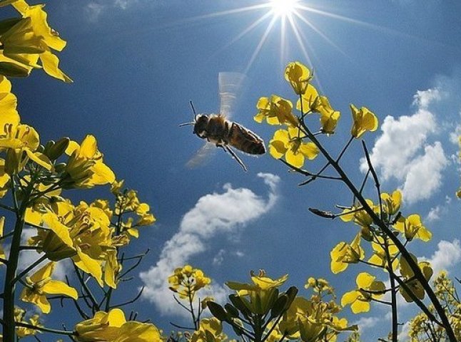 Синоптики розповіли, якою буде погода у другій половині травня