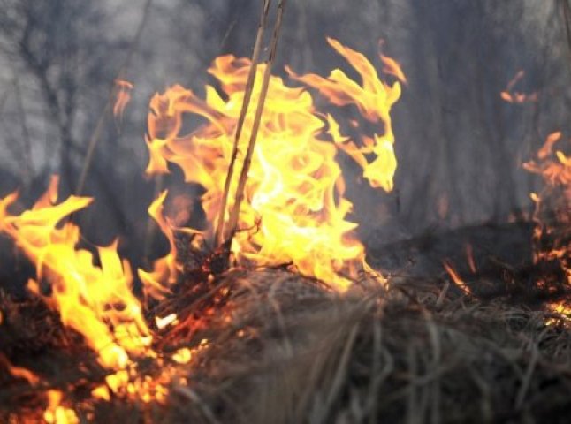 Вогонь знищив саджанці полуниці на Іршавщині