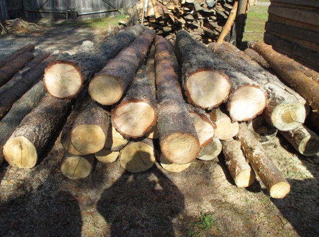 На Мукачівщині затримали трьох браконьєрів, які крали ліс
