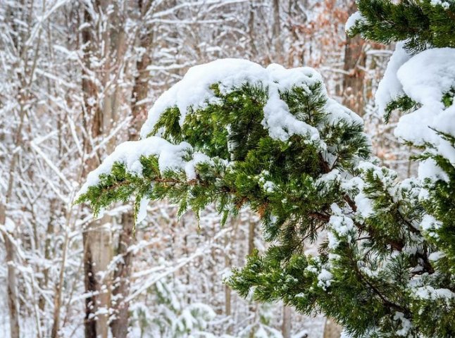 Сніг та пориви вітру: синоптики дали прогнози на вихідні