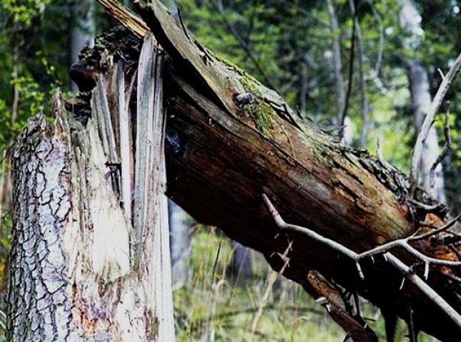 В Ужгороді на проїжджу частину впало дерево