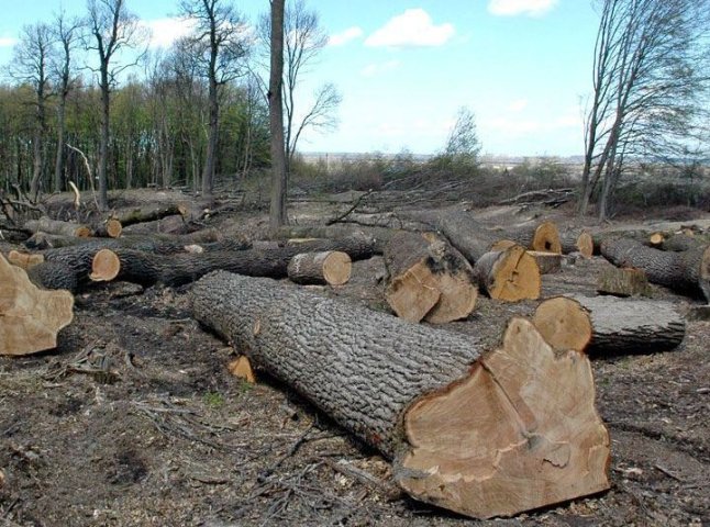 Журналісти показали майже апокаліптичне відео про вирубку лісів на Закарпатті