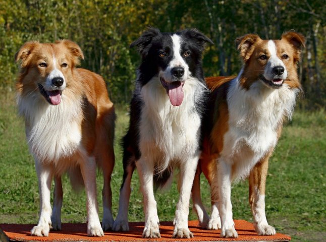 У мікрорайоні "Росвигово" у Мукачеві невідомі потруїли трьох собак