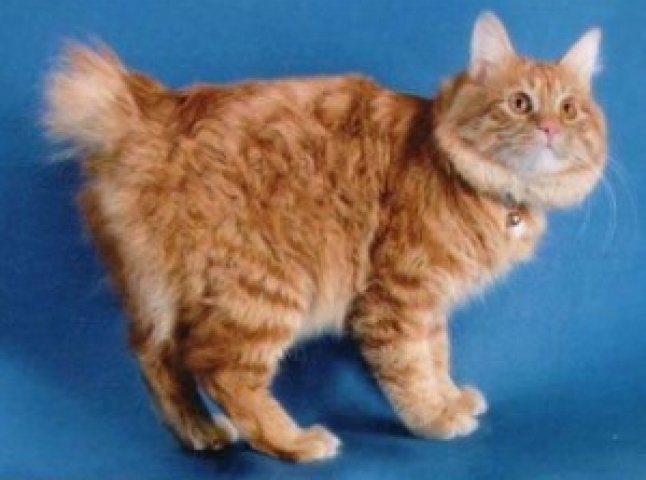 Пухнастий втікач. Ужгородський кіт зник з Міжнародної виставки