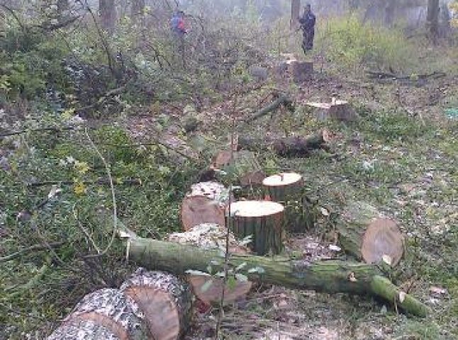 У Чопі комунальні вандали вирубують дерева (ФОТО)
