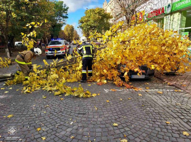 Дерево впало на автомобіль: рятувальники розповіли про інцидент
