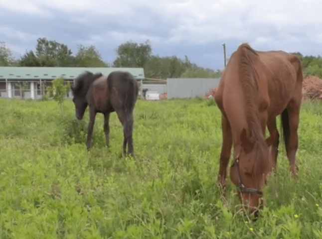 Волонтери врятували двох виснажених коней