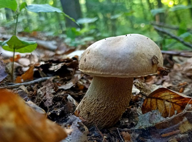 Стартував грибний сезон: закарпатці в соцмережі діляться світлинами знайдених грибів