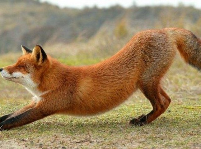 В одному з парків Ужгорода оселилася лисиця