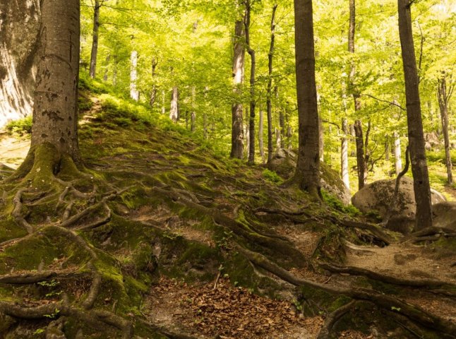 На Хустщині прокурори позиваються до держпідприємства через бездіяльність