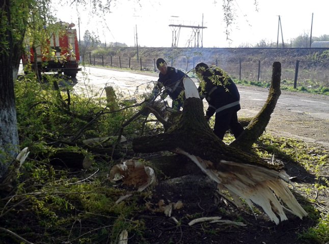 На Тячівщині дерево впало на дорогу державного значення (ФОТО)