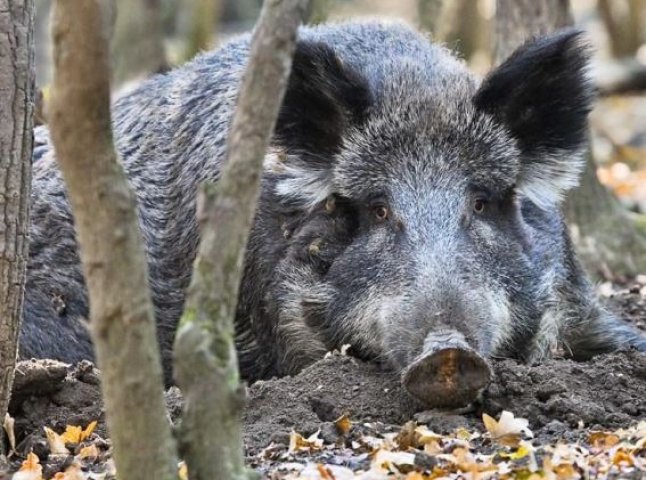 Дикі свині лякають мешканців Тячівщини