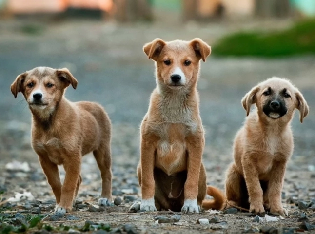 В Ужгороді здійснюватимуть відлов безпритульних собак задля стерилізації та вакцинації