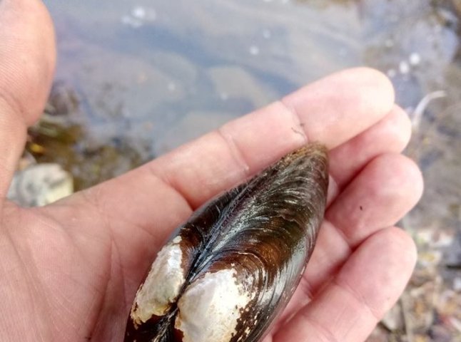 У річці Уж рибалка знайшов прісноводні мідії