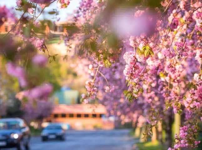 Цвітіння сакур 2022 в Ужгороді: коли варто очікувати