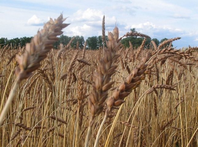 Забезпечити господарства Мукачівщини якісним насінням під урожай 2011 року