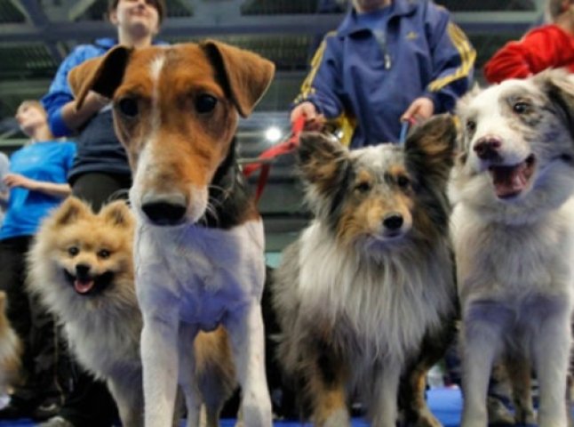 Загальнообласна виставка собак відбудеться в Ужгороді