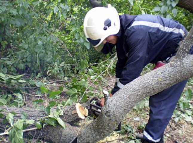 На вулиці Ярослава Мудрого у Мукачеві впало дерево