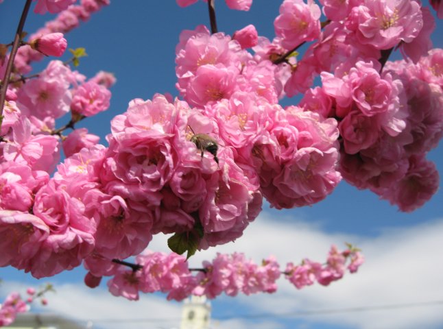 В Ужгороді, з нагоди цвітіння екзотичних дерев, організовують фотоконкурс і виставку "50 відтінків рожевого"