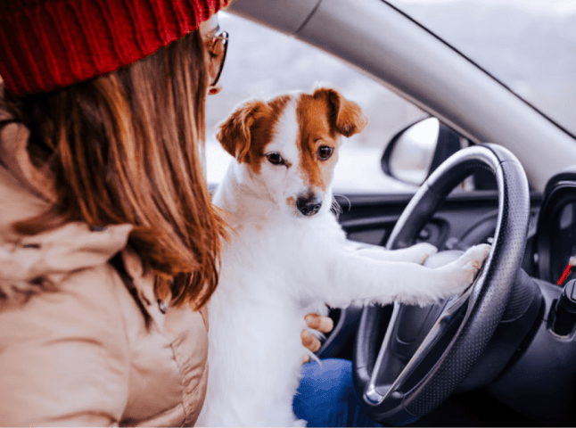 Пропонують штрафувати водіїв за порушення правил безпечного перевезення тварин в автівках