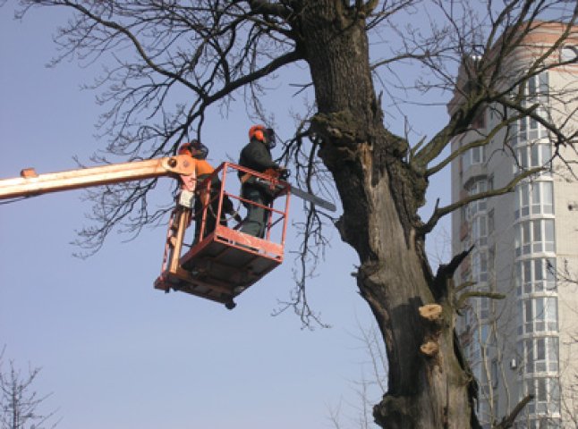 В Ужгороді через масову обрізку дерев можливі відключення електроенергії