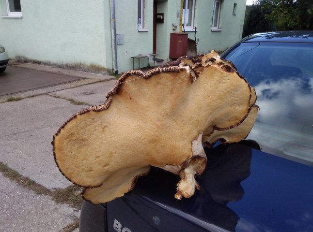 Закарпатець знайшов велетенський гриб