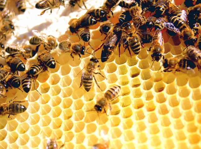 Мукачівська «Бджілка» знана повсюди
