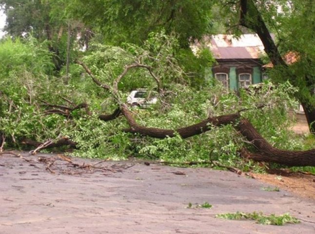 На проїжджу частину автошляху Перечин-Свалява впало дерево