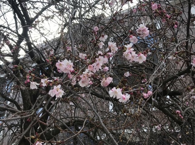 У Мукачеві почала квітнути "шалена" сакура