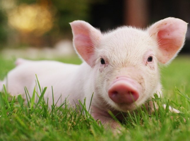Кумедна історія у Мукачеві: як вибори допомогли чоловіку свиню купити