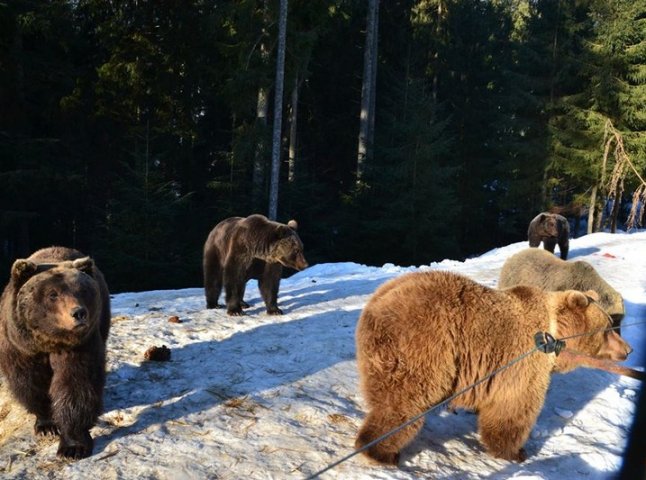 Соцмережі підкорюють фото ведмедів із Синевиру
