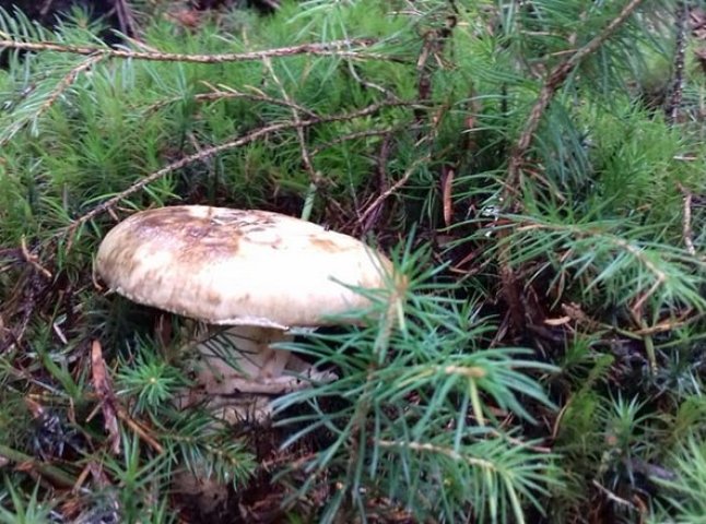 У лісах Закарпаття знайшли рідкісний гриб
