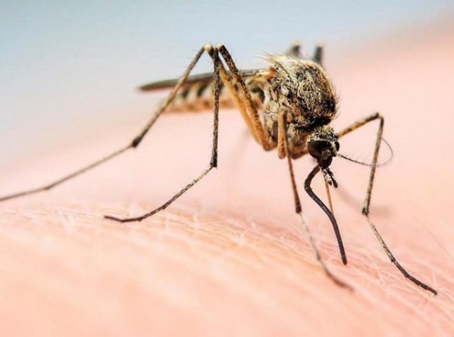 Комарі атакують: закарпатців попереджають про небезпеку