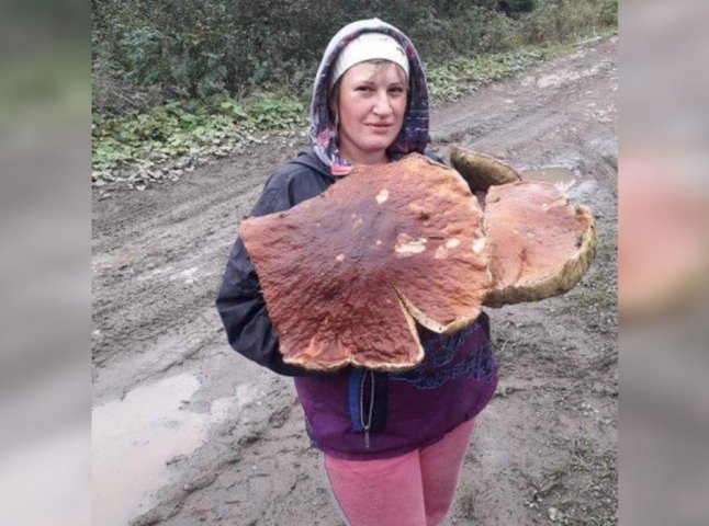 На Закарпатті знайшли 5-кілограмовий гриб-гігант