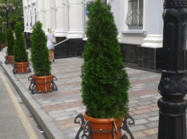 Ужгородські міліціонери затримали жінку, яка викрала молоді деревцята декоративної туї