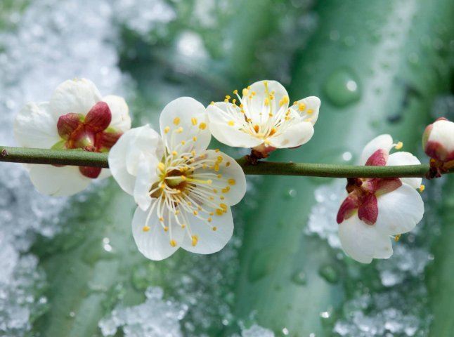 Похолодання, нічні морози та подекуди мокрий сніг: дата, коли прийде негода
