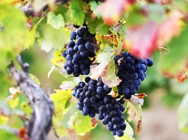 На розвиток виноградарства платники Закарпаття перерахували понад 4 мільйони гривень
