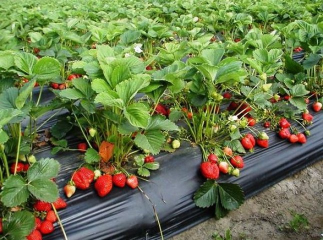 У Закарпатті вирощують українську полуницю за європейськими технологіями (ВІДЕО)