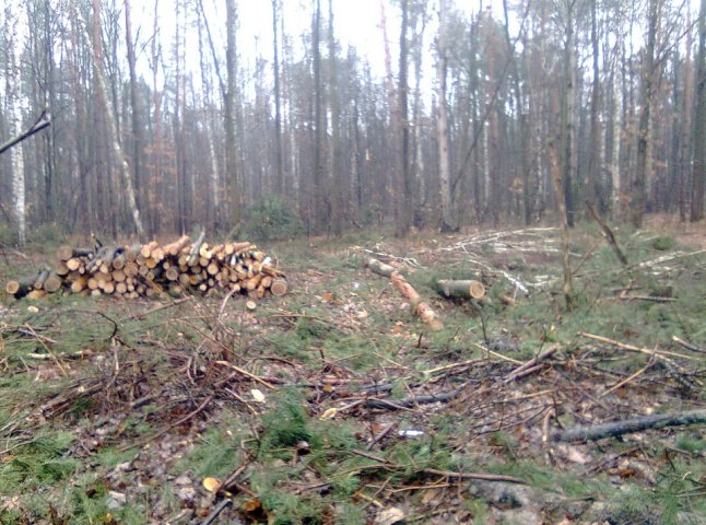 На Іршавщині люди масово почали вирубку лісів