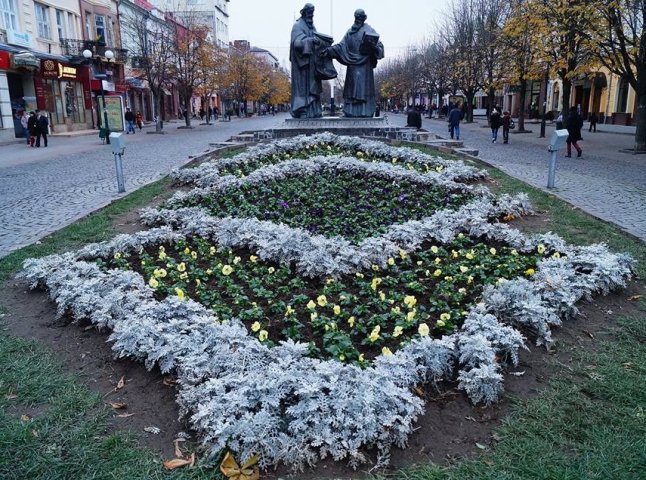 У центрі Мукачева комунальники висадили морозостійкі квіти