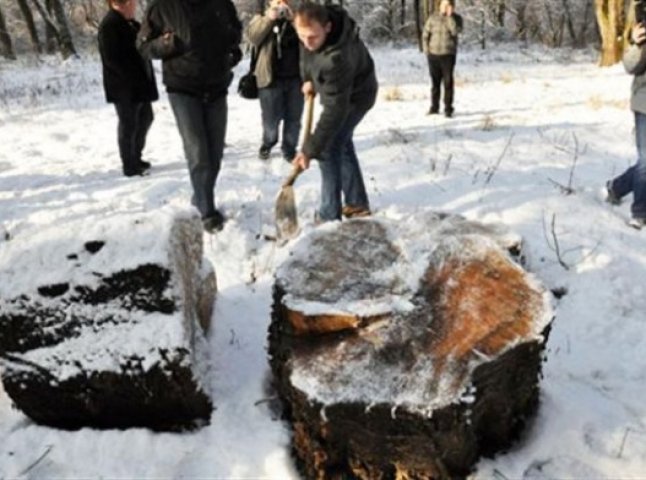 В Ужгороді засудили особу, винну в незаконних рубках у Боздошському парку