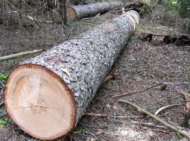 У Великобичківському лісомисливському господарстві виявлено порушень на суму понад 3,5 мільйонів гривень