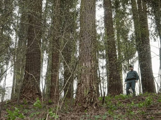 На Закарпатті ростуть «велетні»: показано відео, як вони виглядають та де «живуть»
