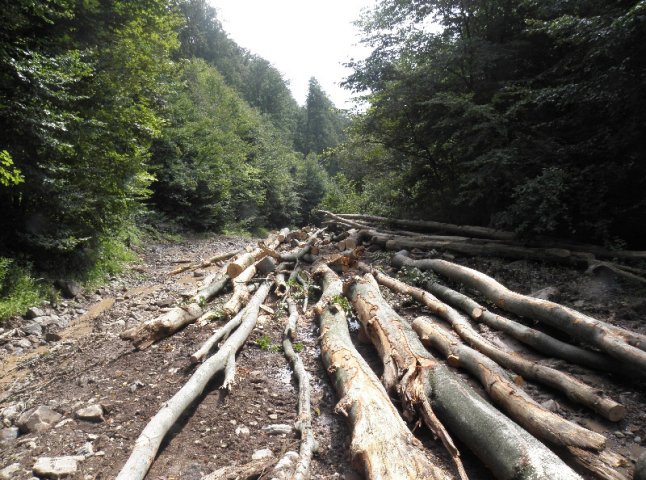 Закарпатські ліси постраждали на 62 тисячі гривень