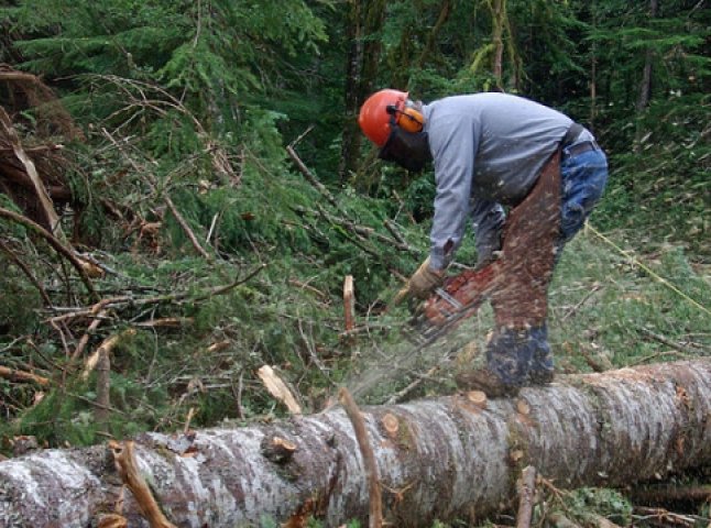 Прикордонники кажуть, що чоловік, якого вбило дерево, був працівником Ужгородського лісгоспу