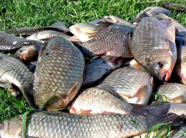 Штрафи за браконьєрський вилов риби підвищили в сотні разів