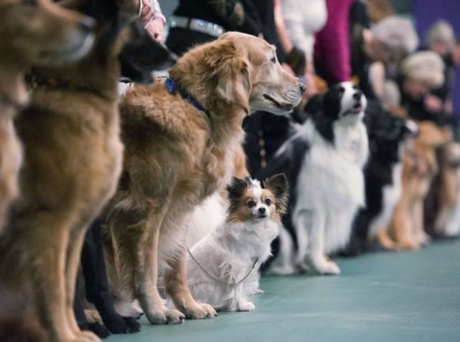 В Ужгороді відбудеться виставка собак "Зірка Закарпаття"