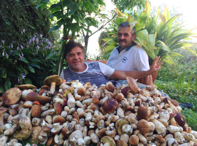 На Закарпатті киянин назбирав 114 кілограмів білих грибів